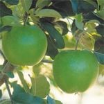 Bagged Malus Domestica Dwarf Granny Smith Apple