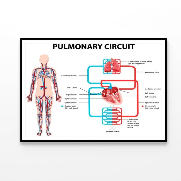 Pulmonary Circuit Diagram   Print 100% Australian Made 90x60cm  (Poster)