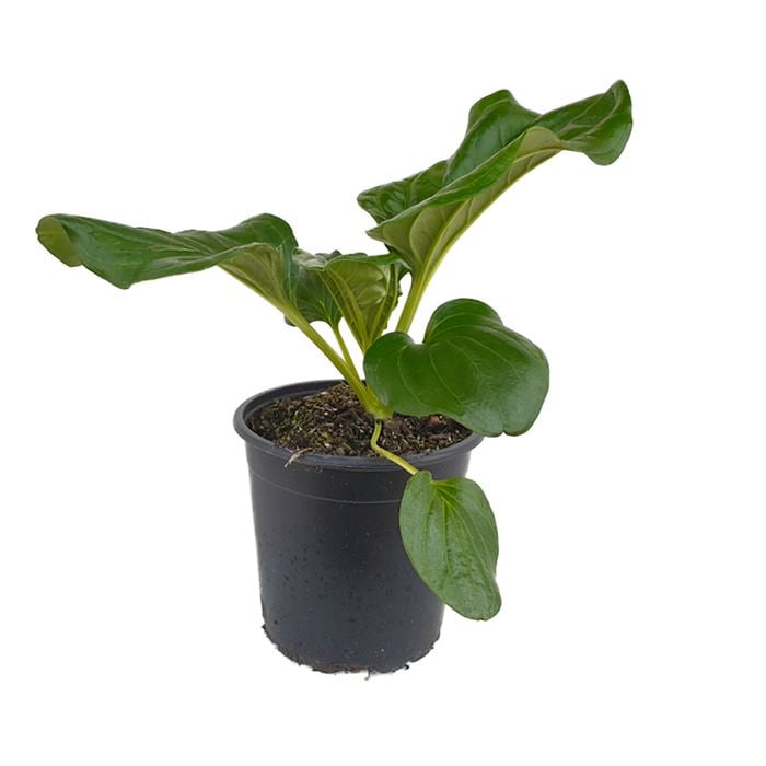 170mm Chatham Island - Myosotidium Hortensia