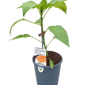 14cm Capsicum Orange Lunchbox - Capsicum annuum