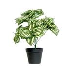 Lotus 45cm Artificial Watermelon Peperomia Plant