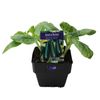 100mm Zucchini Black Jack - Cucurbita sp.