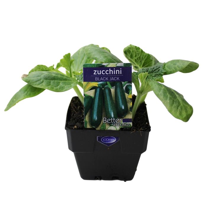 100mm Zucchini Black Jack - Cucurbita sp.