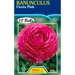 Pink Ranunculus Bulb - 10 Pack