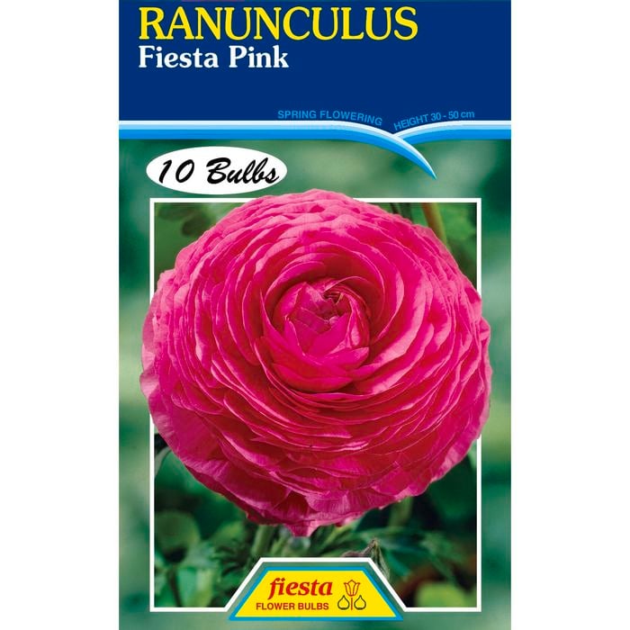 Pink Ranunculus Bulb - 10 Pack