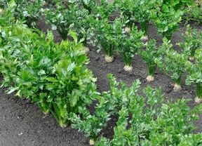 Rows of parsnips growing in a garden bed