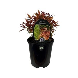 1.9L Nandina Firepower 