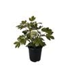 3.5L Pseudopanax Cyril Watson - Pseudopanax lessonii Hybrid