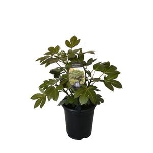 3.5L Pseudopanax Cyril Watson - Pseudopanax lessonii Hybrid
