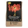 Yarra Valley Bulbs Hippeastrum Christmas Star - 1 Pack