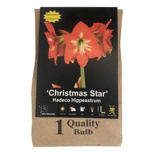 Yarra Valley Bulbs Hippeastrum Christmas Star - 1 Pack