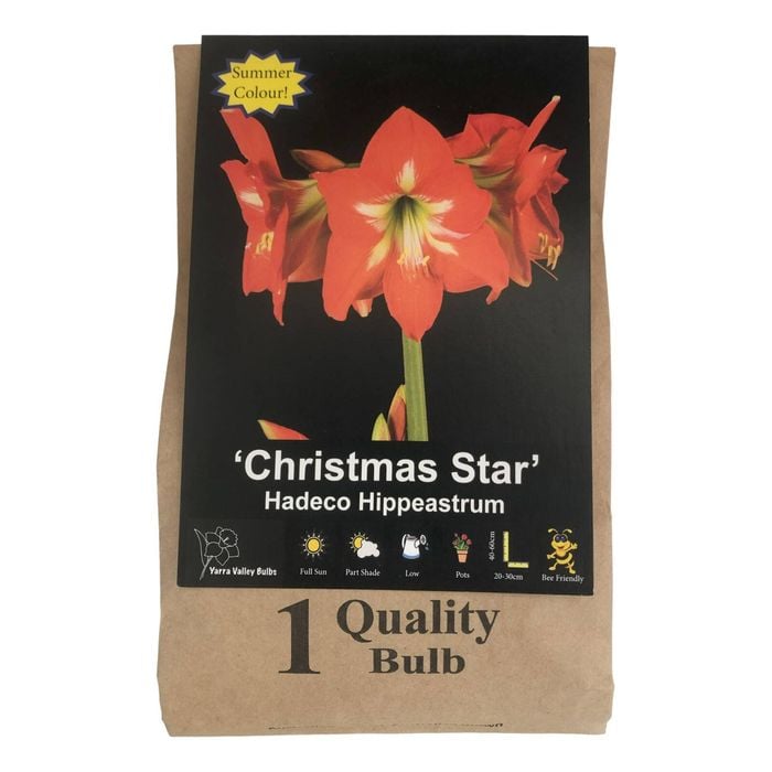 Yarra Valley Bulbs Hippeastrum Christmas Star - 1 Pack