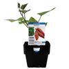 100mm Sweet Potato - Ipomoea batatas