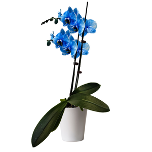 120mm Watercolour Blue Double Stem Orchid - Phalaenopsis In Ceramic