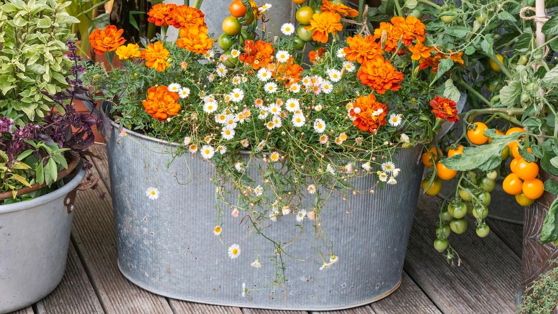 Tomatoes and flowers planted in a galvanised repurposed planter