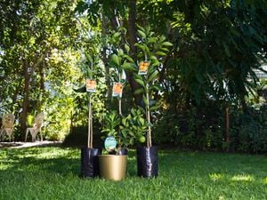 Citrus plants in an outdoor setting.