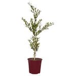 200mm Compact Lilly Pilly - Acmena smithii