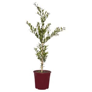 200mm Compact Lilly Pilly - Acmena smithii