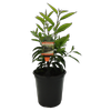 3.5L Portugese Laurel - Prunus lusitanica