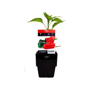 125mm Chilli Brazil - Capsicum hyrbid - Fresh Start Range