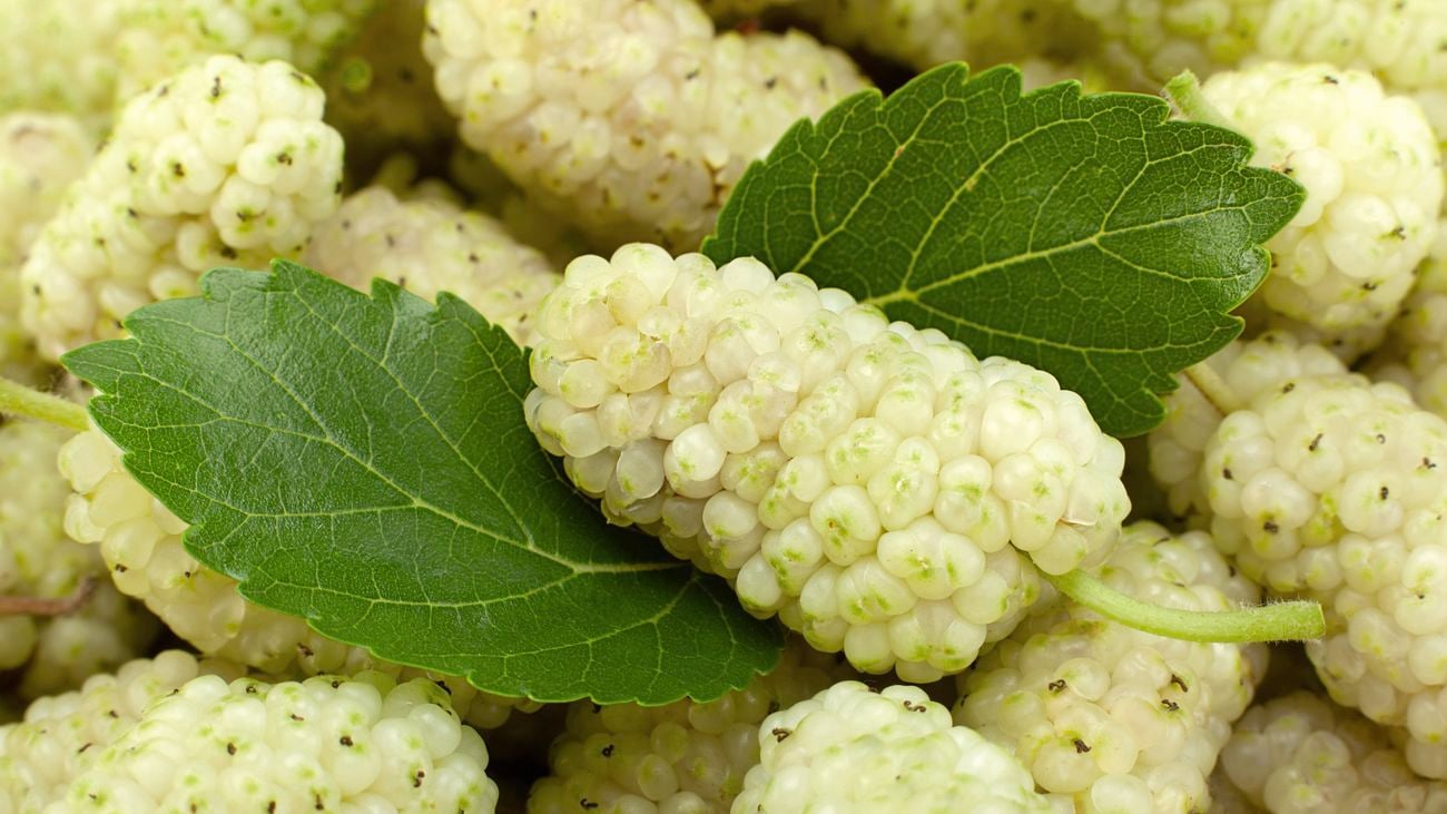Close up of white mulberries with two leaves.