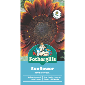 Fothergill's Sunflower Royal Velvet Flower Seeds