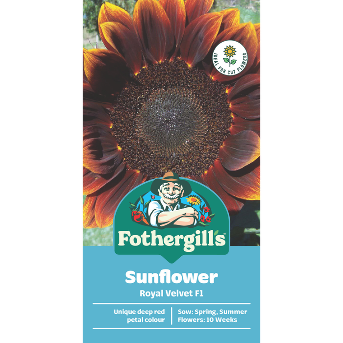 Fothergill's Sunflower Royal Velvet Flower Seeds