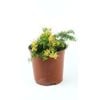 250mm Grevillea Prostrata Aurea