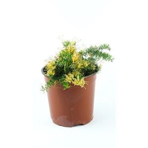 250mm Grevillea Prostrata Aurea