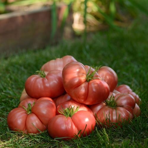 Tomato 'Big Brandy' produces a tasty, pink coloured tomato weighing between 350-425g.