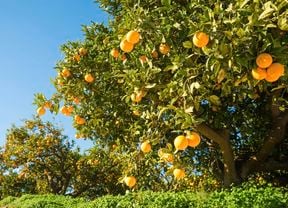 Orange trees with fruit