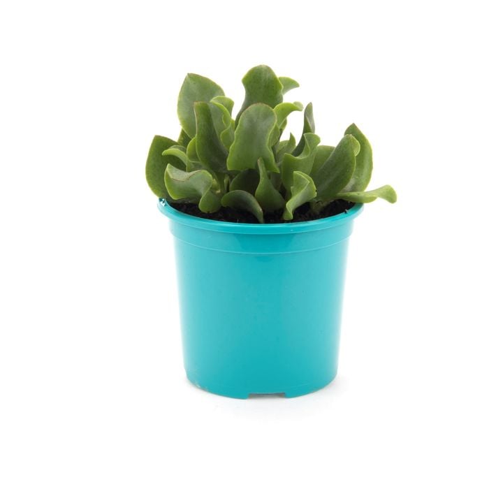 105mm Bright and Easy Ripple Jade - Crassula Arborescens Undulatifolia