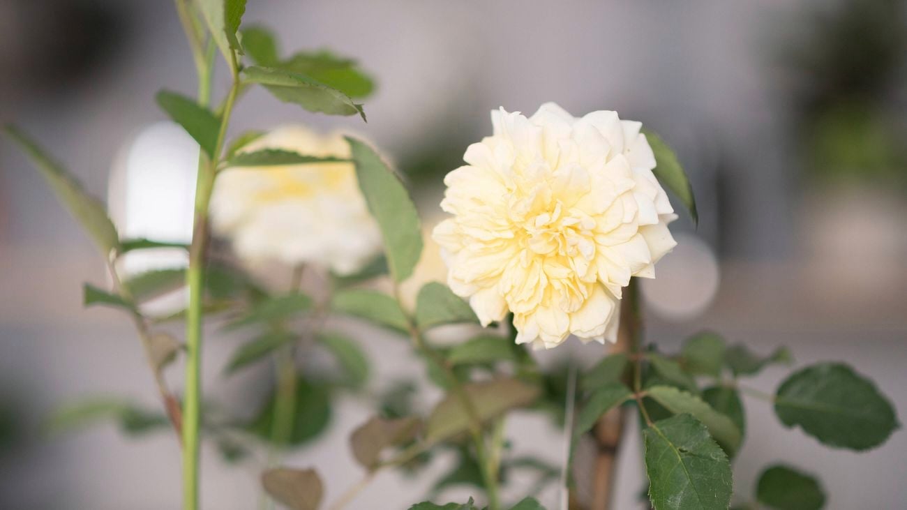 Rose plant with a beautiful white rose.
