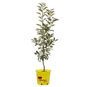 250mm Dwarf Gala Apple - Malus domestica