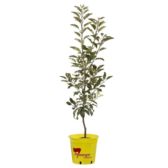 250mm Dwarf Gala Apple - Malus domestica