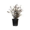 3.5L Lophomyrtus Red Dragon - Lophomyrtus ralphii