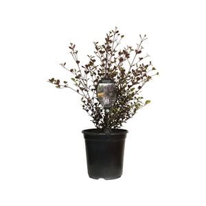 3.5L Lophomyrtus Red Dragon - Lophomyrtus ralphii