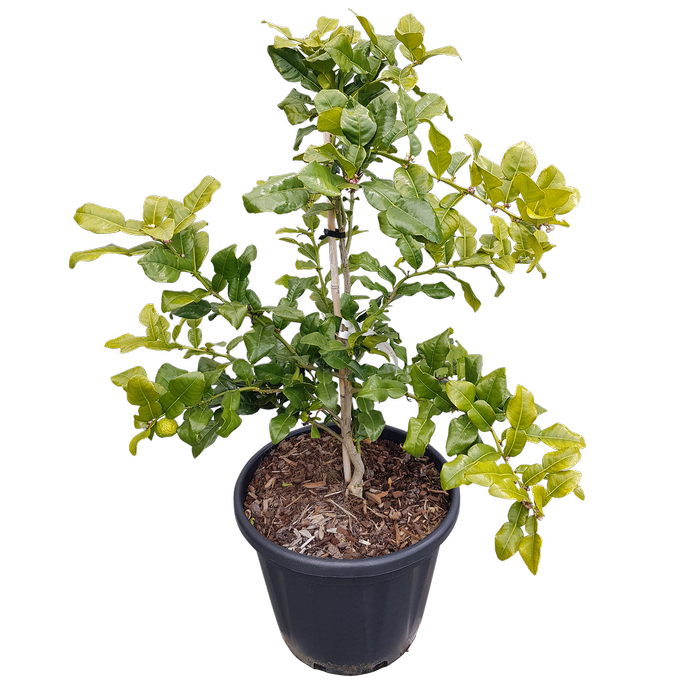 30L Citrus Kaffir lime - Citrus hystrix