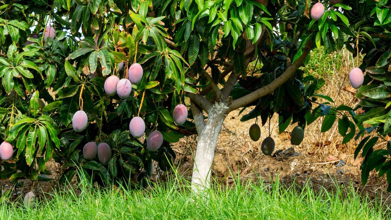 Wide shot of a Mango tree with green leaves and mangoes blooming