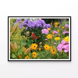 Butterfly Perched On a Flower  Print 100% Australian Made 120x90cm  (Poster)