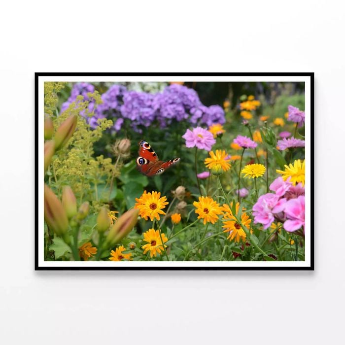 Butterfly Perched On a Flower  Print 100% Australian Made 120x90cm  (Poster)