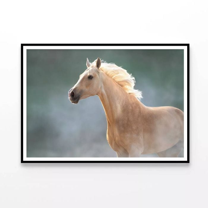 White Horse in Movement  Print 100% Australian Made 120x90cm  (Poster)