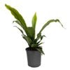 170mm Bird's Nest Fern - Asplenium australascium