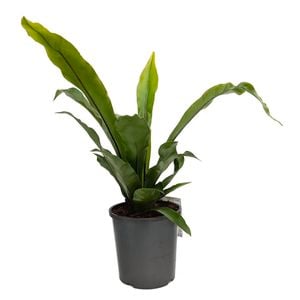 170mm Bird's Nest Fern - Asplenium australascium