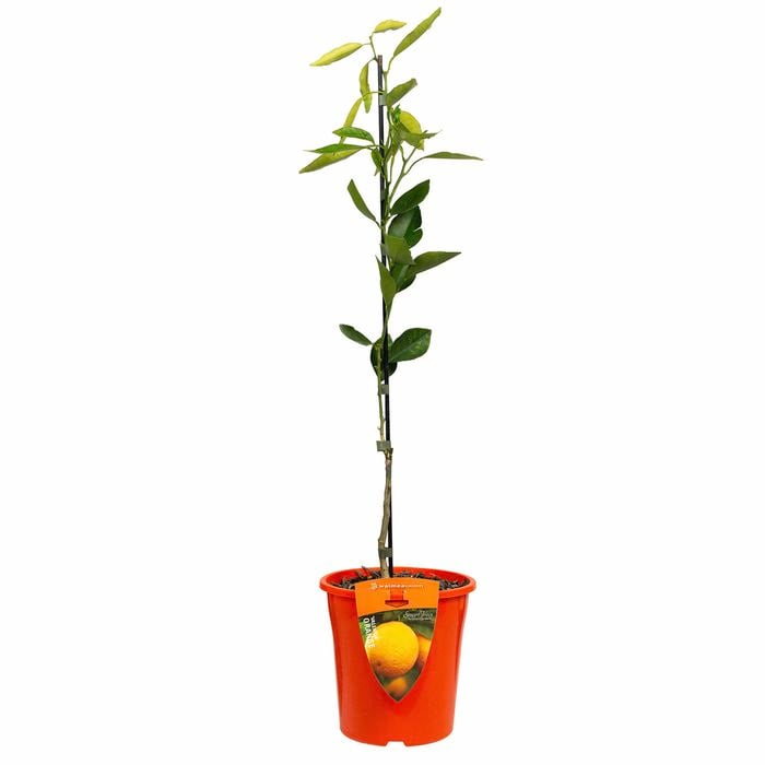 Plant Citrus Orange Valencia 3.5l
