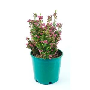 250mm Erica Conica Compact - Erica Conica