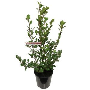 6L Griselinia Canterbury - Griselinia littoralis
