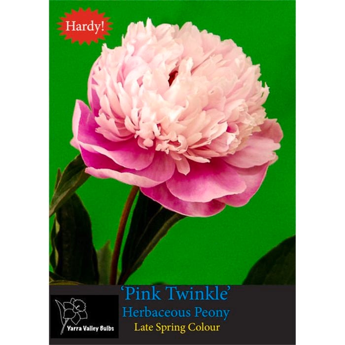 Yarra Valley Bulbs Peony Pink Twinkle 1 Pack