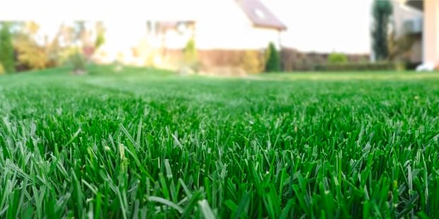 Kiwicare - Banner - Brand Page - Get-lawn-proud-with-LawnPro