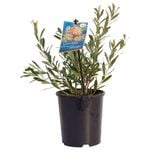 140mm  Grevillea Orange - Grevillea olivacea